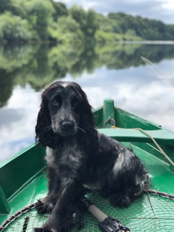 black cocker spaniel on a green boat